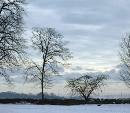 winter trees