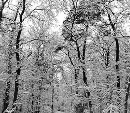 winter trees