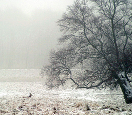 winter landscape