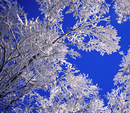 winter picture