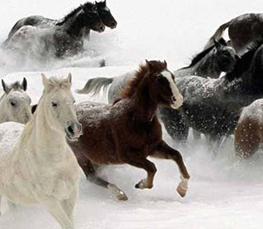 wild horses in snow