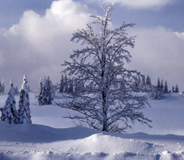 winter landscape