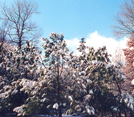 winter trees