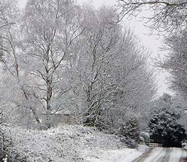 winter trees