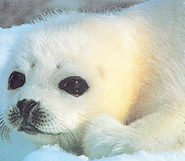 seal in snow