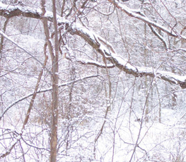 winter trees