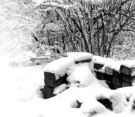 snow in backyard