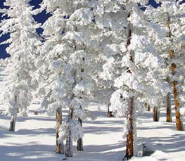 snow trees