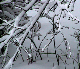 winter trees