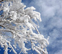 winter trees