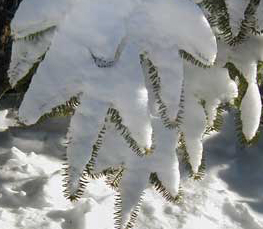 winter trees