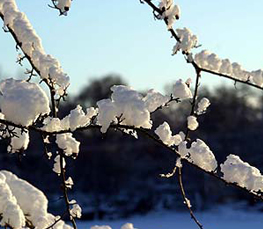 winter trees