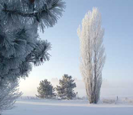 winter scenes