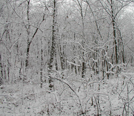 winter trees