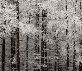 winter trees