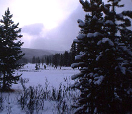 winter trees