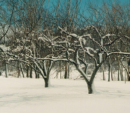 winter trees