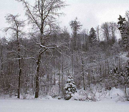 winter trees