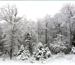 winter trees