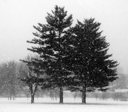 winter trees