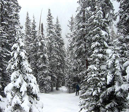 winter trees