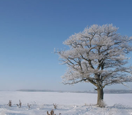 snow pictures