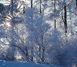 winter scenes